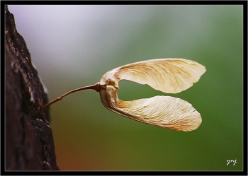 Image of a seed on a branch